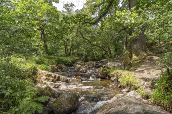 By the River Aira Beck in the Lake District, England, Great Britain