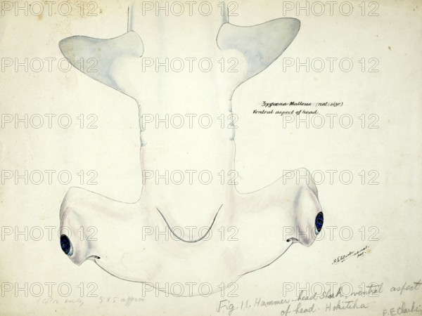 Smooth hammerhead, Sphyrna zygaena, Hammerhead shark, fish, reproduction of an original, by Frank