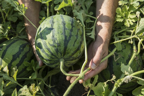 Melons, harvest, watermelon, near Bad Krozingen, Markgräflerland, Breisgau, Black Forest, Germany,