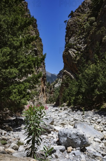 Hiking trail through the Samaria Gorge, south coast, Crete, Greece, Europe