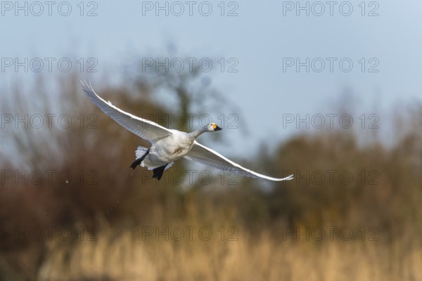 Tundra Swan, Bewick's Swan, Cygnus columbianus in flight at winter in Slimbridge, England, United