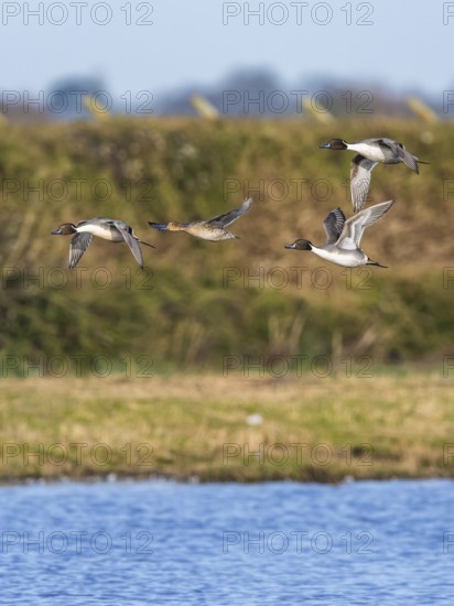 Northern Pintail, Anas acuta, birds in flight over winter marshes