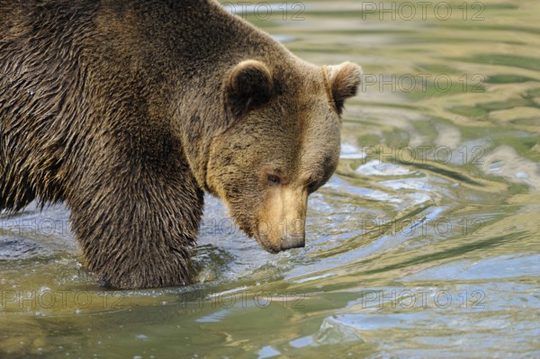 Garden tiger moth standing at the edge of a body of water and looking into the water, Eurasian
