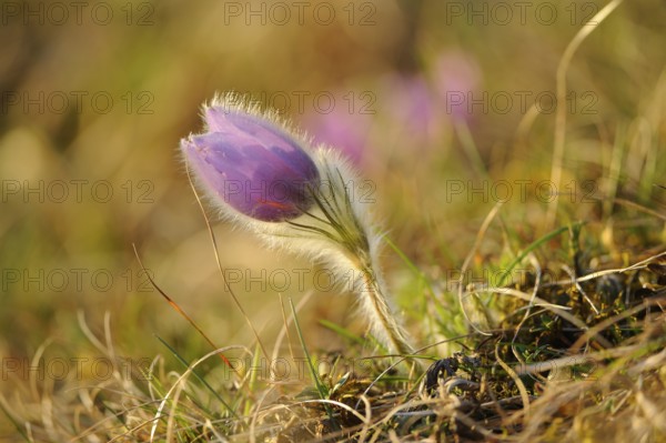 Purple plant shining in bright natural light in a field, Pasque flower (Pulsatilla vulgaris), Upper