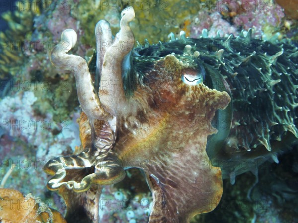 Close-up of a colourful broad-armed sepia (Sepia latimanus) in a coral-rich environment, dive site