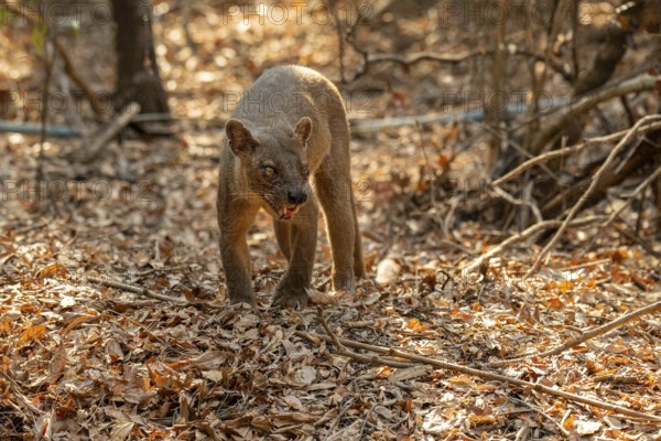 Fossa (Cryptoprocta ferrox) in the dry forests of the Kirindy Forest, Menabe region, West