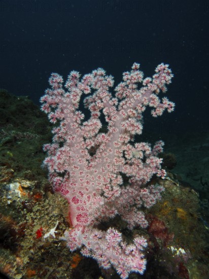 Pink tree coral (Dendronephthya) under dark blue water, dive site Spice Reef, Penyapangan, Bali,