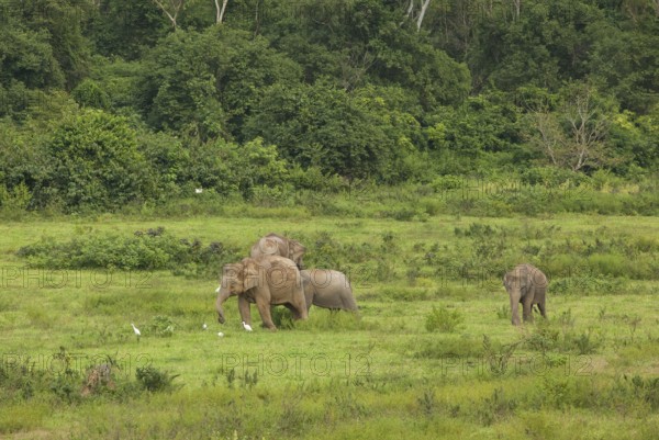 Indian elephants (Elephas maximus indicus), Khiri Khan, Hua Hin, Kui Buri National Park, Thailand,