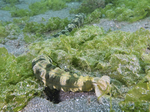 Snake-like sea creature, Feather mouth sea cucumber (Synapta maculata), wriggling through green