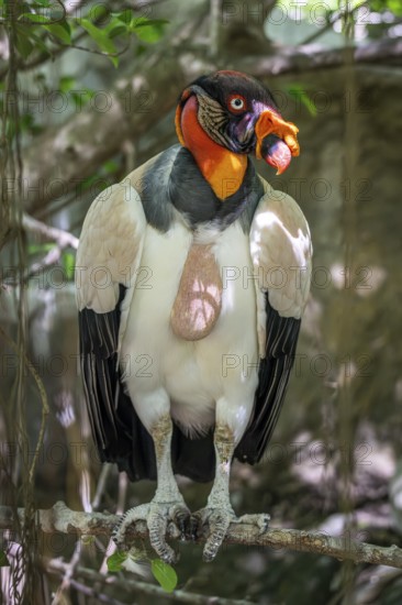 King vulture (Sarcoramphus papa), Aviario Nacional de Colombia, Via Baru, Province of Cartagena,
