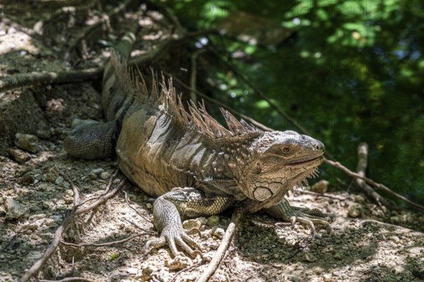 Green iguana (Iguana iguana), Aviario Nacional de Colombia, Via Baru, Province of Cartagena,