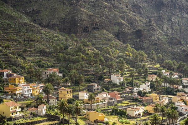 Cultural landscape with palm trees in Valle Gran Rey, La Gomera, Canary Islands, Spain, Europe