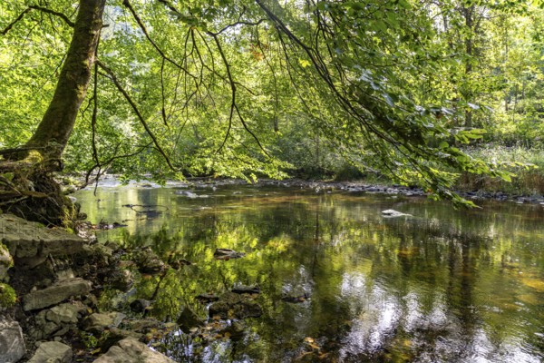 The River Wutach in the Wutach Gorge, Black Forest, Baden-Württemberg, Germany, Europe