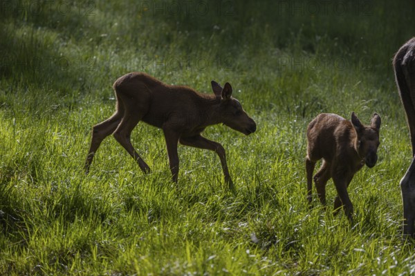 Two baby moose or elk, Alces alces, (19 days old, born May 8, 2020) standing on a meadow with tall