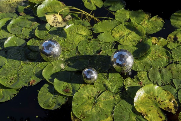 Three silver balls lying on water lily pads, Germany, Europe