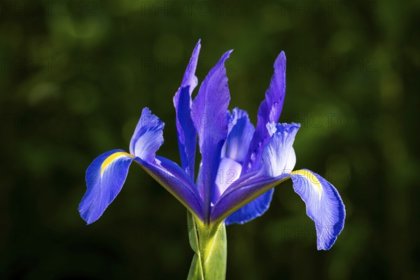 Blue-flowering iris in the garden, flower with yellow background. Single blossom, cropped in front