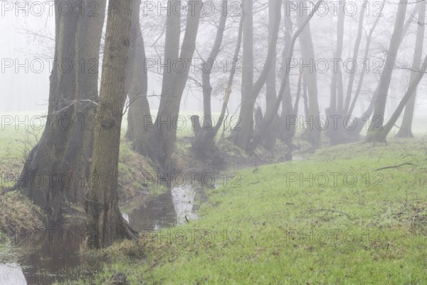 Alders (Alnus glutinosa) in the fog, Emsland, Lower Saxony, Germany, Europe