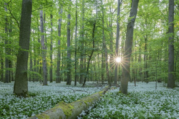 Near-natural deciduous forest with flowering wild garlic (Allium ursinum), sun star, Hainich