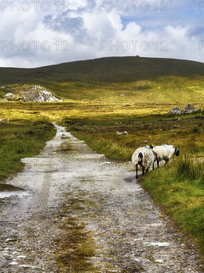Sheep on footpath through deserted village, settlement near Slievemore, Acaill, Achill Island,
