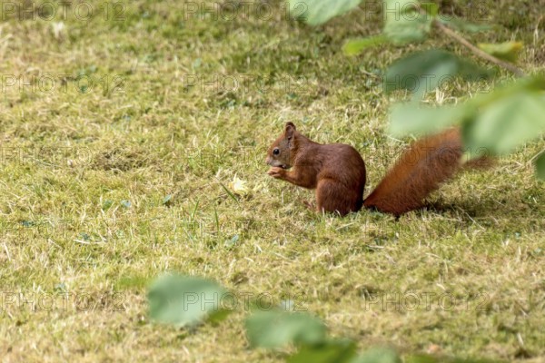 Eurasian squirrel (Sciurus vulgaris) eating a hazelnut, hazel (Corylus avellana), in a meadow under