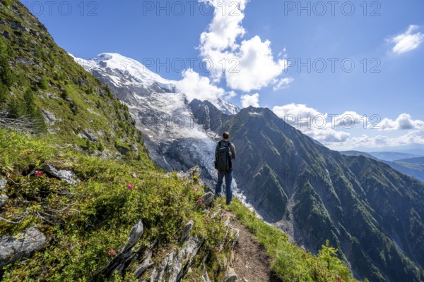 Mountaineer between alpine roses on a hiking trail, impressive mountain landscape with glacier,