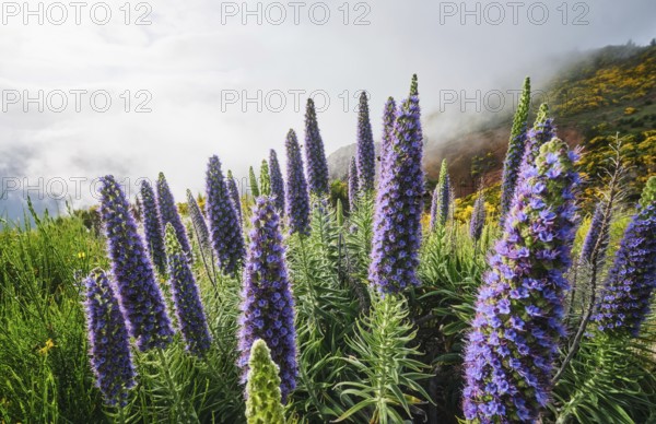 Madeira landscape with Pride of Madeira flowers and blooming Cytisus shrubs and mountains in clouds