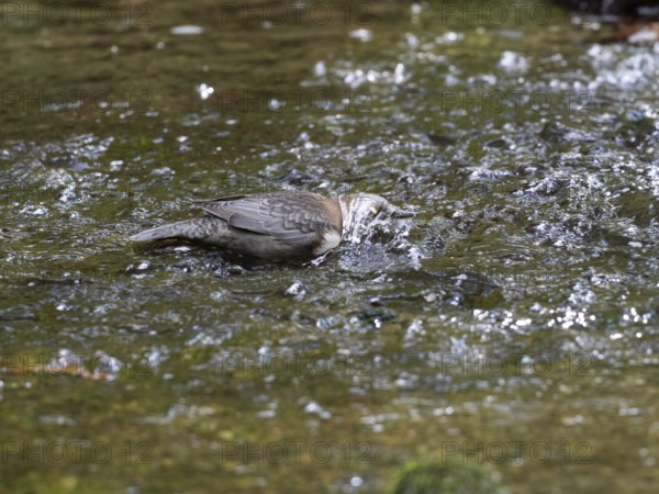 Common Dipper (Cinclus cinclus), adult bird walking through shallow water in a hill stream, with