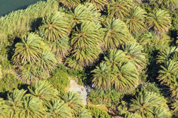 Preveli palm forest, Rethymno, Crete, Greek Islands, Greece, Europe