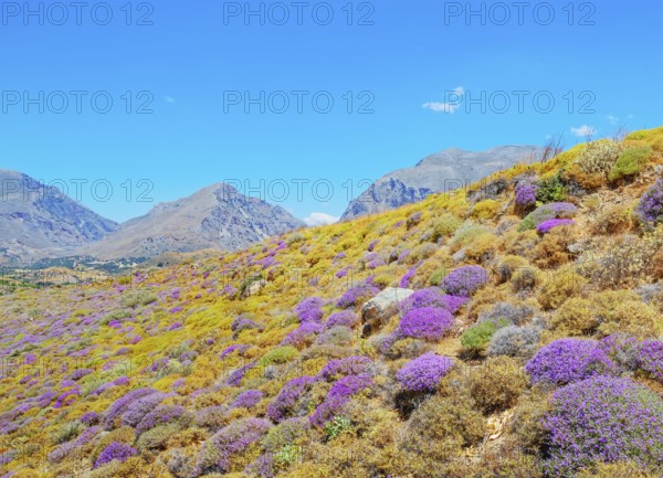 Wild thyme bushes blooming, Kourtaliótiko gorge, Rethymno, Crete, Greek Islands, Greece, Europe