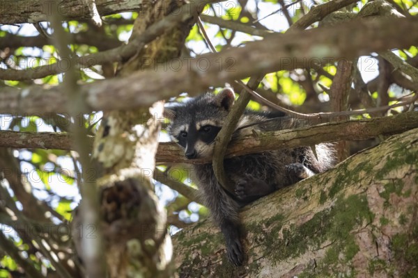 North American raccoon (Procyon lotor) sitting in a tree, Parque Nacional Cahuita, Costa Rica,