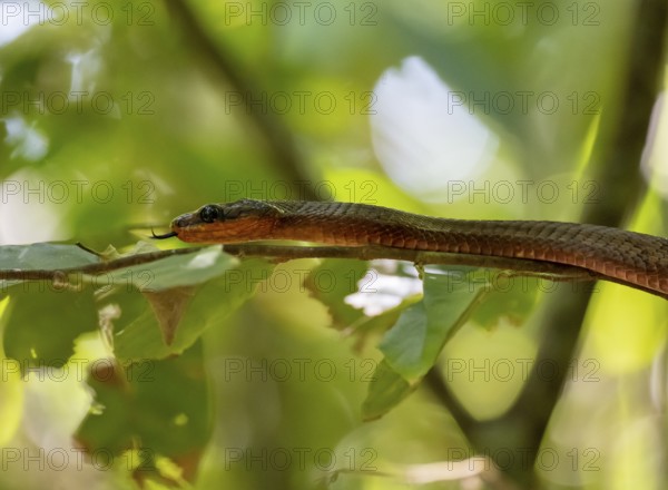 American whipsnake (Mastigodryas melanolomus), snake slithering on a branch, in the rainforest,