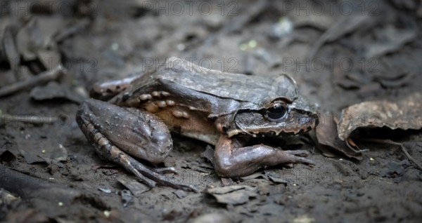 South American bullfrog (Leptodactylus pentadactylus), on the forest floor, at night, Puntarenas