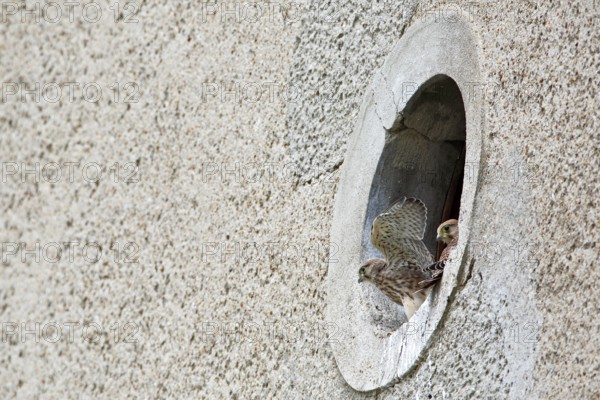Kestrel (Falco tinnunculus) at the breeding site, Common Kestrel at the entrance hole of a house