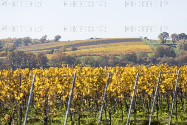 The grape varieties take on different colours in autumn in the vineyards in Proschwitz and the