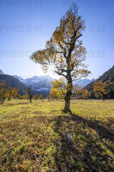 Sycamore maple with autumnal yellow foliage and Solaster endeca, large maple base in autumn, rocky