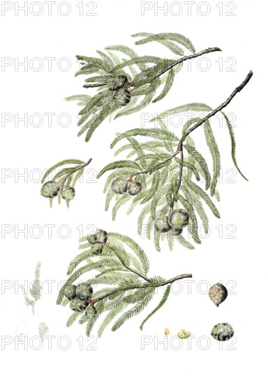 Bald cypress, Taxodium distichum, also Deciduous cypress, tree, digitally improved reproduction of