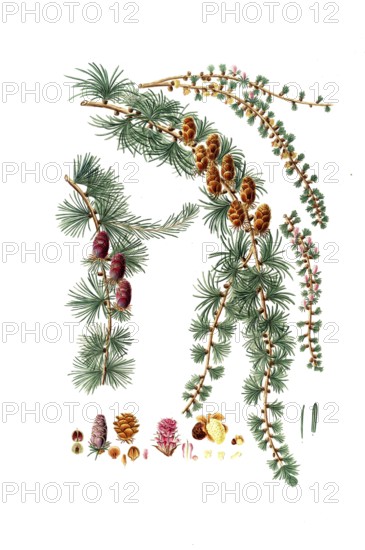 Hanging Black Silk Pine, Pinus pendula, Black larch, tree, digitally enhanced reproduction of an