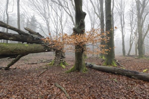 Old copper beeches (Fagus sylvatica) with tinder fungus (Fomes fomentarius), Emsland, Lower Saxony,