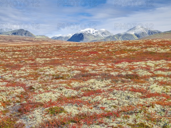Autumn landscape in Rondane National Park, tundra, snowy peaks in the background, Oppland, Norway,