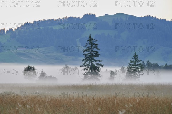 Trees in the early morning mist, Rothenthurm upland moor, Canton Schwyz, Switzerland, Europe