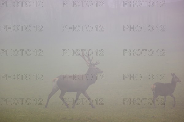 A red deer stag (Cervus elaphus) and a hind run across a meadow at dawn in dense fog