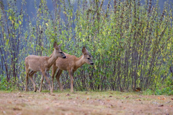 Two roe deer fawns (Capreolus capreolus) cross a meadow