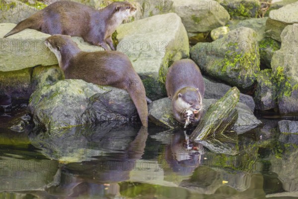 Three oriental small-clawed otter or Asian small-clawed otter (Aonyx cinerea) are standing on a