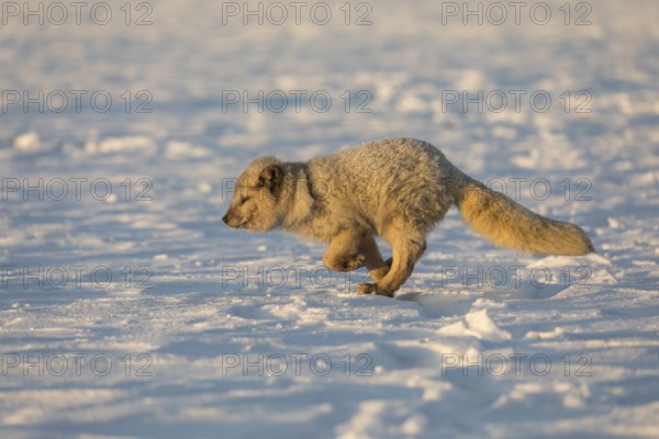 One arctic fox (Vulpes lagopus), (white fox, polar fox, or snow fox) running over a snow covered