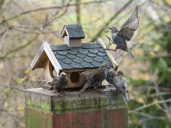 Common Starling, (Sturnus vulgaris), adult birds in winter plumage, feeding at a bird feeding
