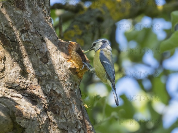 Blue Tit (Parus caeruleus), adult bird perched at its nest entrance with a caterpillar in its beak