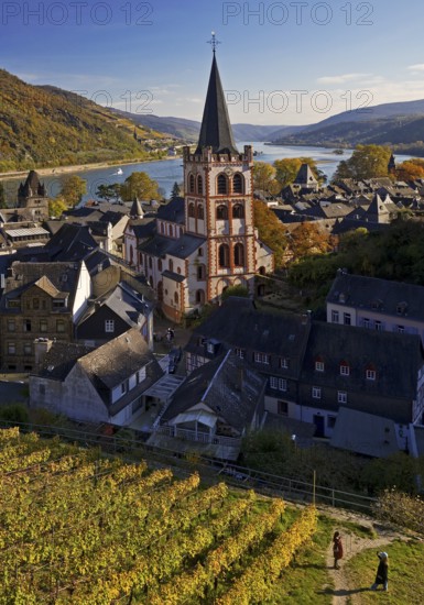 Autumn view of Bacharach on the Rhine with St. Peter's Church, UNESCO World Heritage Upper Middle