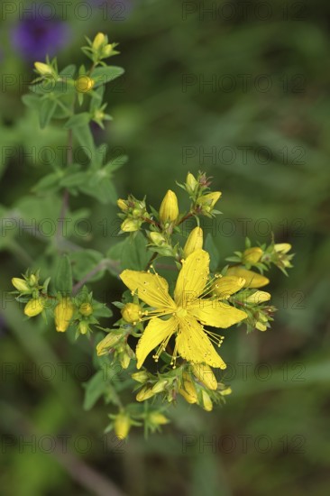 Common St John's wort (Hypericum perforatum), spotted St John's wort or common St John's wort