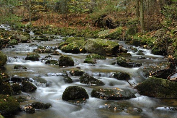 A forest stream flows through an area covered with stones, surrounded by autumn trees, Kleine Ohe,