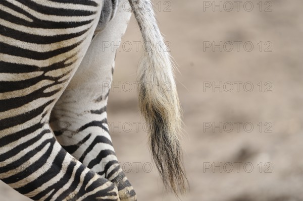 Close-up of a zebra with striped coat and tail in a natural environment, Grevy's zebra (Equus